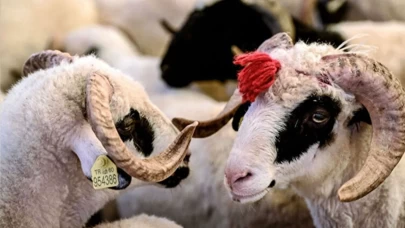 Kurban vekaleti nasıl verilir? Kurumlara vekalet verirken ne denir? (Diyanet Rehberi)