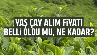 2026 Yaş çay alım fiyatı belli oldu mu, ne kadar?