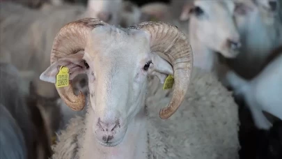 Kurban vekaleti 2026 nasıl verilir, ücretli mi? Diyanet'e göre kurban vekaleti verme şartları ne?