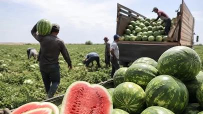 Karpuzda hasat hızlandı, fiyatlar geriledi