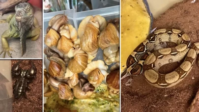 İstanbul’da egzotik hayvan operasyonu!