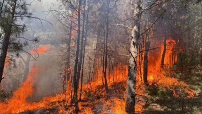 Adana'da orman yangını! Ekiplerin çabası sonuç verdi, alevler kontrol altına alındı