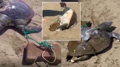 Yüzgecine taş bağlanan deniz kaplumbağası ölü bulundu
