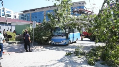 Halk otobüsünün üzerine çınar ağacı devrildi!