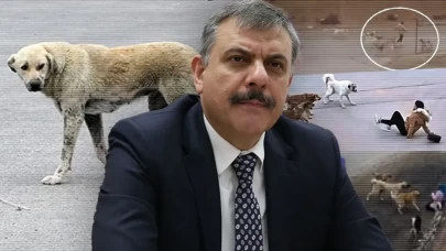 Bakan Çiftçi açıkladı: 'Sahipsiz köpeklerin yüzde 82'si toplandı'