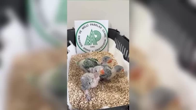 3 İskender papağanı yavrusuna el konuldu