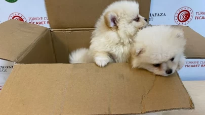 Kapıkule'de canlı hayvan kaçakçılığı engellendi! 6 Pomeranian yavrusuna el konuldu