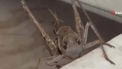 Çekirge istilası ne anlama gelir? Çekirge istilası neyin habercisidir?