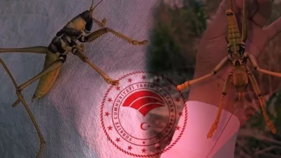 Bakanlıktan önemli 'çekirge istilası' açıklaması