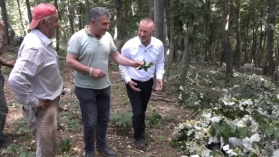 Ormanları karış karış gezip topluyorlar! Kilosunu 3 bin liraya satıyorlar