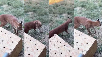 Lüks aracın bagajından vaşak ve serval çıktı