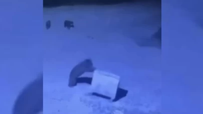 Rize'de ayı ailesinin çöp konteyneriyle oyunu kamerada