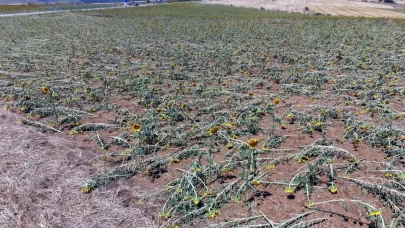 Tekirdağ'da dolu felaketi: 35 bin dekarlık tarım arazisi zarar gördü!