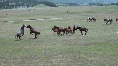 Yılkı atlarıyla ilgili yankı uyandıran iddia!
