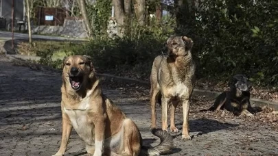 Muğla'da sahipsiz hayvan sorununda büyük başarı