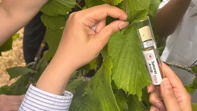 Türkiye'den Azerbaycan'a 20 bin samuray arıcığı desteği