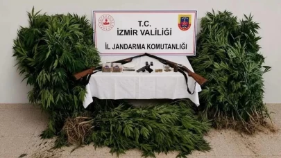 Ödemiş’te ormandaki kenevirlere jandarma baskını