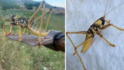 Çekirge istilası kıyamet alameti mi? Kur'an-ı Kerim'de çekirge istilası geçiyor mu?