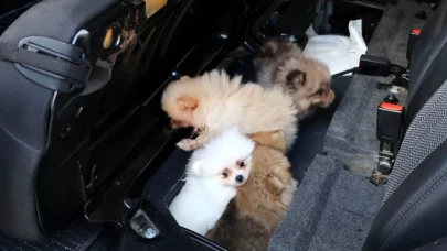 Gizli bölmeye saklanan 5 yavru köpek kurtarıldı