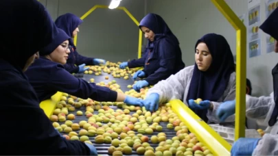 Malatya’da yaş kayısı hasadı başladı: 6 günde 200 ton ihraç edildi