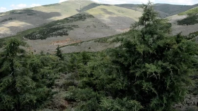 Çanakkale'de orman yangını tedbiri!