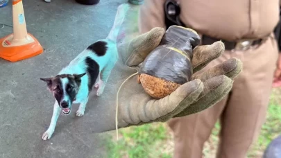 Köpeğin eve getirdiği cisim dehşete düşürdü!