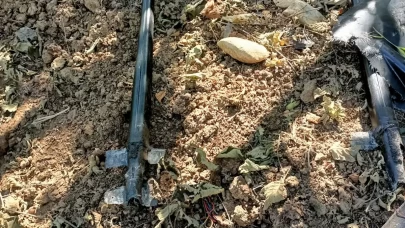 Fındık bahçesinde şüpheli cisim paniği