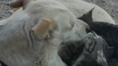 Çanakkale'de köpek, yavru kedileri emzirdi