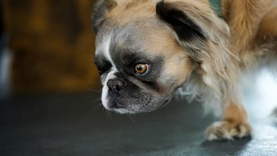 Dünyanın en çirkin köpeği seçildi