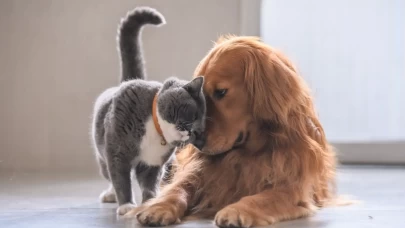 Veterinerden kedi ve köpek sahiplerine kritik uyarı