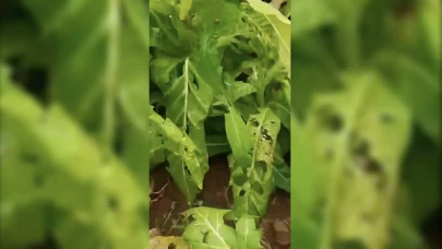 Adıyaman’da dolu yağışı tütün tarlalarına zarar verdi