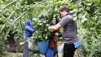 Giresun'da zorlu fındık mesaisi başladı! Bahçeye girenler aynı şeyi söyledi