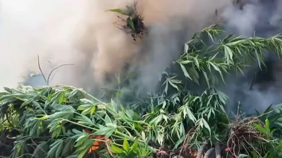 Diyarbakır’da 247 bin kök kenevir ve skunk imha edildi