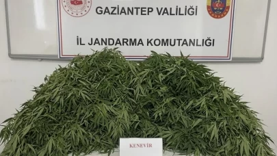 Kenevir tarlasına baskın! 116 kök bitki ele geçirildi