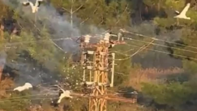 Elektrik direğine konan 3 kuş telef oldu