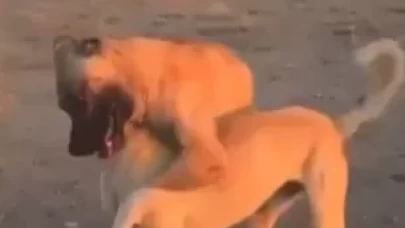 Köpekleri dövüştürüp canlı yayın yaptılar