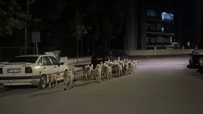 Kapıyı kıran koyunlar boş arazide çıktı