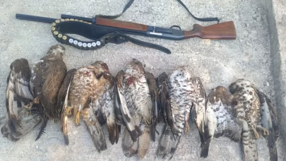 Hatay'da 7 arı şahinini vuran kişiye 1,3 milyon TL ceza!