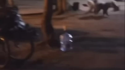 Çadırın yanına gelen aç ayıyı 'Hoşt' diyerek kaçırdılar!
