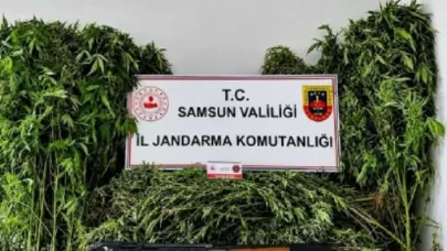 Samsun’da evin bahçesinden 756 kök kenevir çıktı