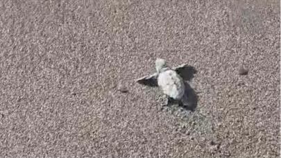 Bodrum’da yavru caretta carettalar denizle buluştu