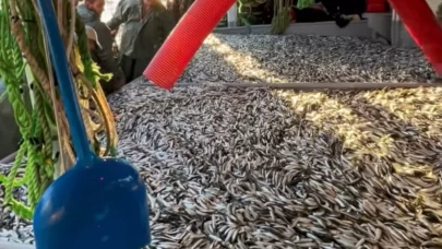 Çanakkale Boğazı’nda sezonun bereketi: 1500 kasa sardalya