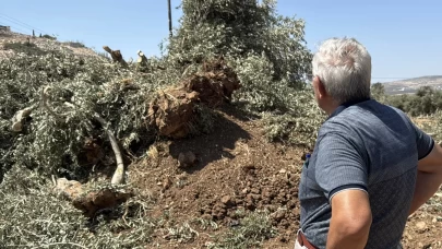 İsrail askerleri zeytin hasadına günler kala Filistinlilerin ağaçlarını kökünden söktü!
