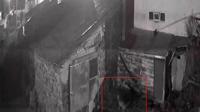 Yerleşim yerine inen kurt, köpeğe saldırdı!