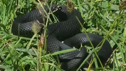 Sakarya'da ölümcül yılan paniği! Baran Engereği böyle görüntülendi