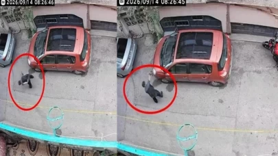 Kediye işkence eden şahıs yakalandı