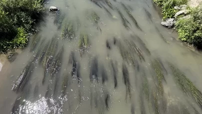 Ardahan'da Kura Nehri'nde gizemli balık ölümleri!