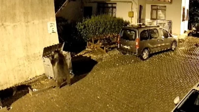 Ankara’da kameraya yansıyan ayı yaptıklarıyla güldürdü!