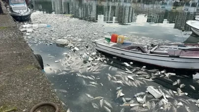 Liman ölü balıklarla doldu, mahalleyi koku sardı