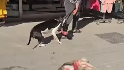 Esenyurt’ta Pitbull dehşeti!